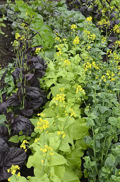 508146 - Chinese mustard (Brassica juncea)
