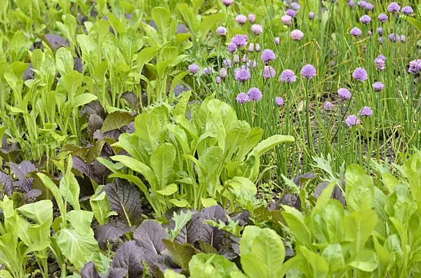 533348 - Chinese mustard (Brassica juncea) and chives (Allium schoenoprasum)