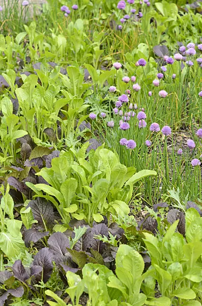 533349 - Chinese mustard (Brassica juncea) and chives (Allium schoenoprasum)