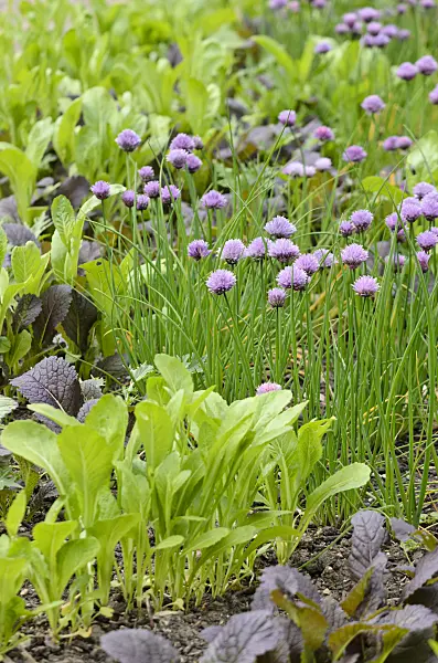 533350 - Chinese mustard (Brassica juncea) and chives (Allium schoenoprasum)