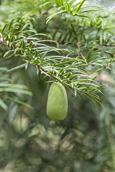 638367 - Chinese nutmeg-yew (Torreya grandis)