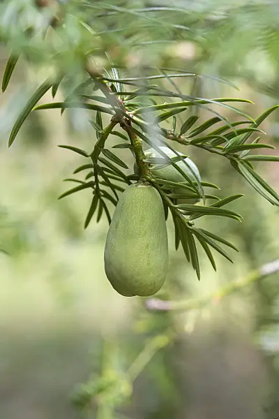 638368 - Chinese nutmeg-yew (Torreya grandis)