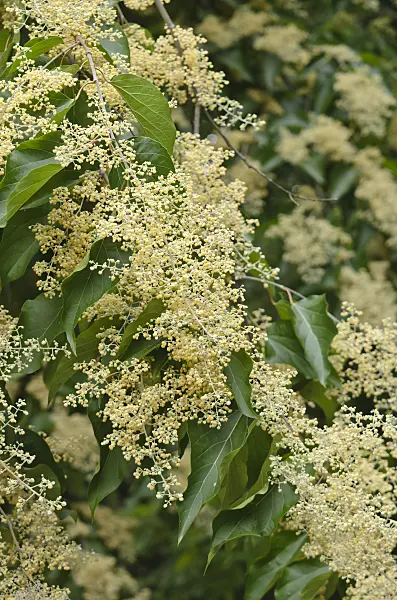 597031 - Chinese pearlbloom tree (Poliothyrsis sinensis)