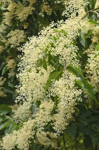 597032 - Chinese pearlbloom tree (Poliothyrsis sinensis)