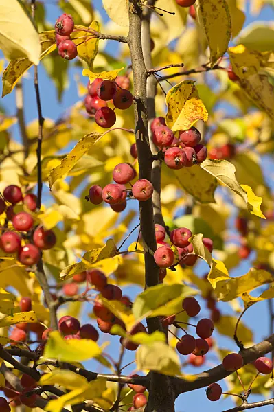 513063 - Chinese pearleaf crab apple (Malus asiatica)