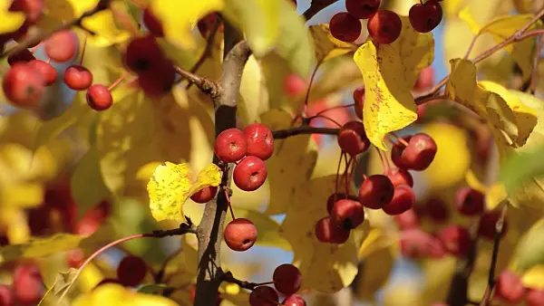 513077 - Chinese pearleaf crab apple (Malus asiatica)