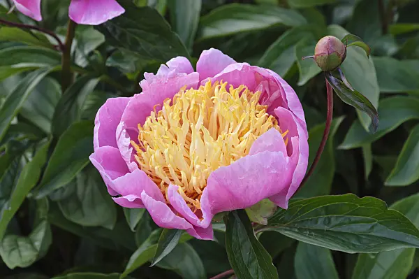 472406 - Chinese peony (Paeonia lactiflora 'Alstead')