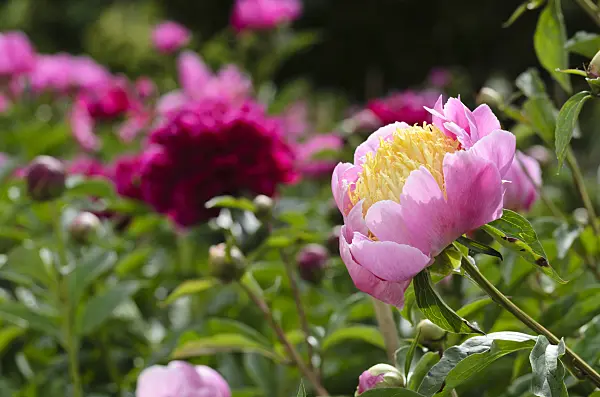 496340 - Chinese peony (Paeonia lactiflora 'Alstead')