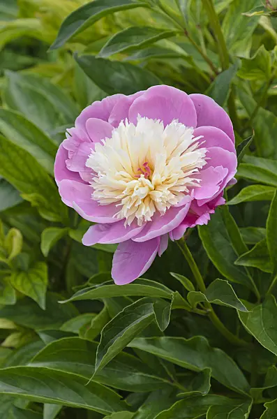 496372 - Chinese peony (Paeonia lactiflora 'Bowl of Beauty')