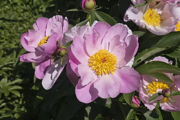 608130 - Chinese peony (Paeonia lactiflora 'Felix Crousse')