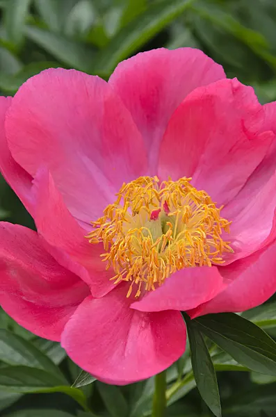 496371 - Chinese peony (Paeonia lactiflora 'Flame')