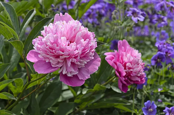 496369 - Chinese peony (Paeonia lactiflora 'Holbein')