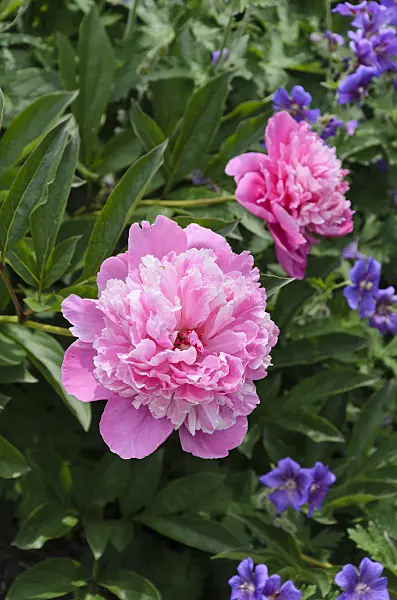 496370 - Chinese peony (Paeonia lactiflora 'Holbein')