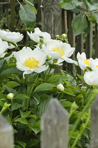 496374 - Chinese peony (Paeonia lactiflora 'Krinkled White')