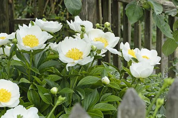 496375 - Chinese peony (Paeonia lactiflora 'Krinkled White')