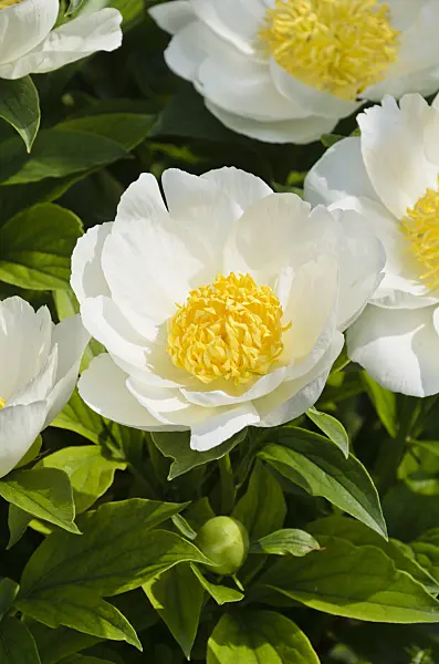 496399 - Chinese peony (Paeonia lactiflora 'Krinkled White')