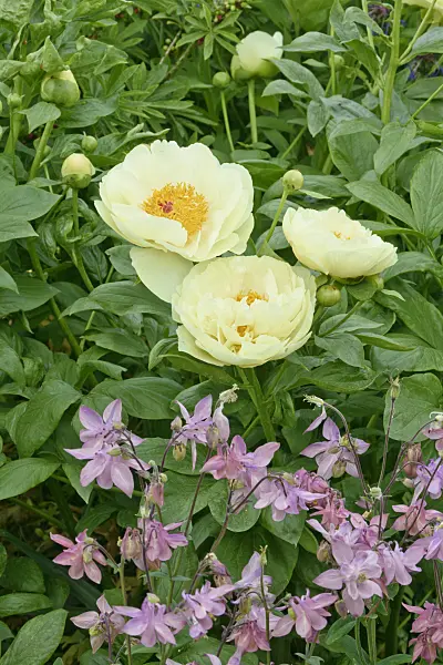 556061 - Chinese peony (Paeonia lactiflora 'Lemon Chiffon') and columbines (Aquilegia)