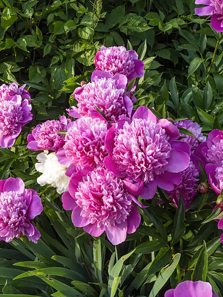 461022 - Chinese peony (Paeonia lactiflora 'Madame Furtado')