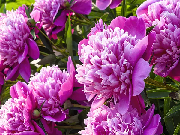 461023 - Chinese peony (Paeonia lactiflora 'Madame Furtado')