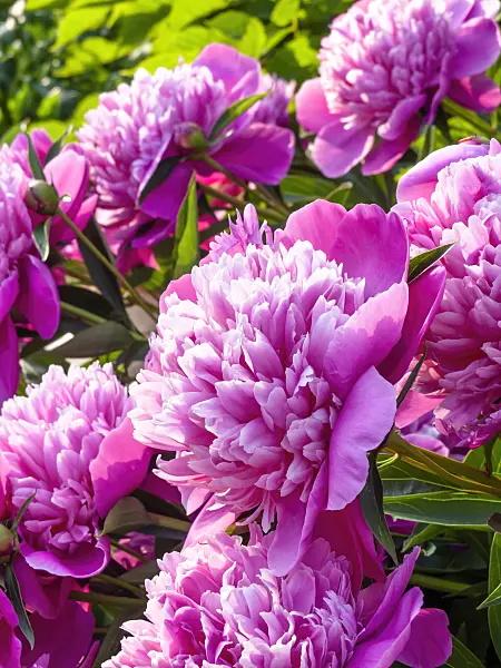 461024 - Chinese peony (Paeonia lactiflora 'Madame Furtado')