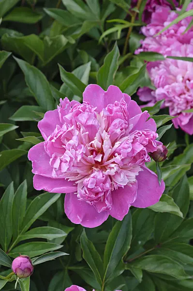 472405 - Chinese peony (Paeonia lactiflora 'Modeste Guérin')