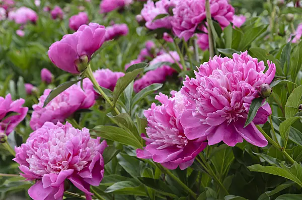 496336 - Chinese peony (Paeonia lactiflora 'Modeste Guérin')