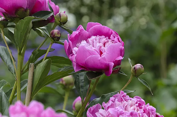 496337 - Chinese peony (Paeonia lactiflora 'Modeste Guérin')