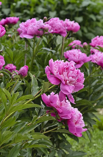 496341 - Chinese peony (Paeonia lactiflora 'Modeste Guérin')