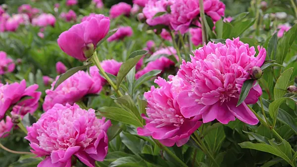 496353 - Chinese peony (Paeonia lactiflora 'Modeste Guérin')