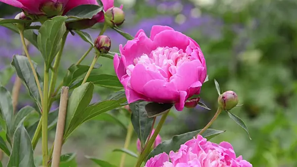 496354 - Chinese peony (Paeonia lactiflora 'Modeste Guérin')