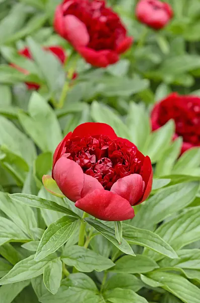 520489 - Chinese peony (Paeonia lactiflora 'Red Charme')