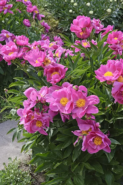 472407 - Chinese peony (Paeonia lactiflora 'Schwindt')