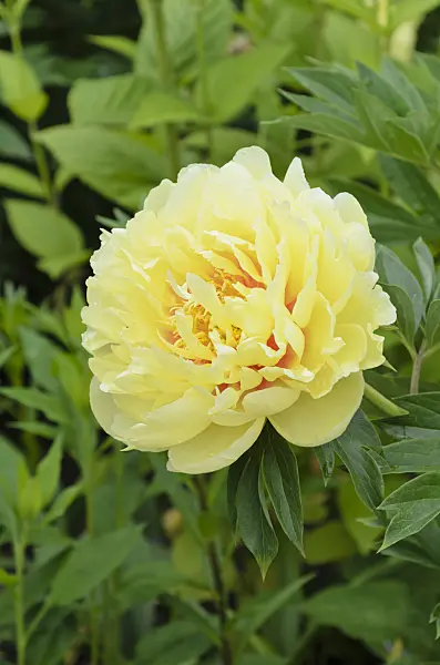 497014 - Chinese peony (Paeonia lactiflora 'Sonoma Sun')