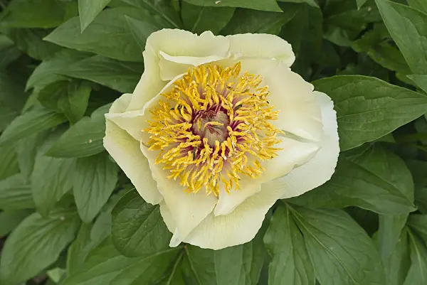 608049 - Chinese peony (Paeonia lactiflora 'Sterntaler')