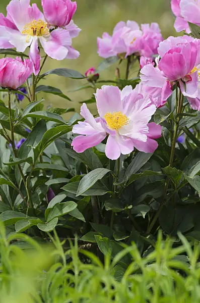 496338 - Chinese peony (Paeonia lactiflora 'Thoma')