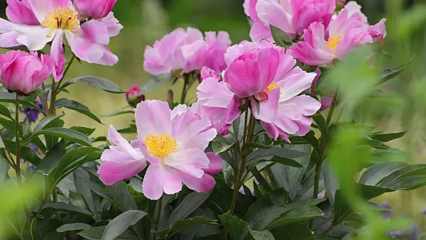 496355 - Chinese peony (Paeonia lactiflora 'Thoma')
