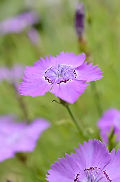 508440 - Chinese pink (Dianthus chinensis)