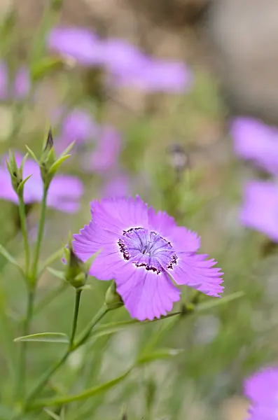 508441 - Chinese pink (Dianthus chinensis)