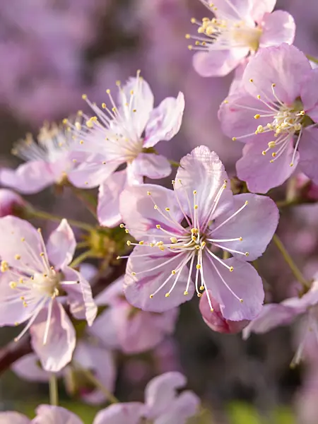 448012 - Chinese plum tree (Prunus japonica 'Engleri')