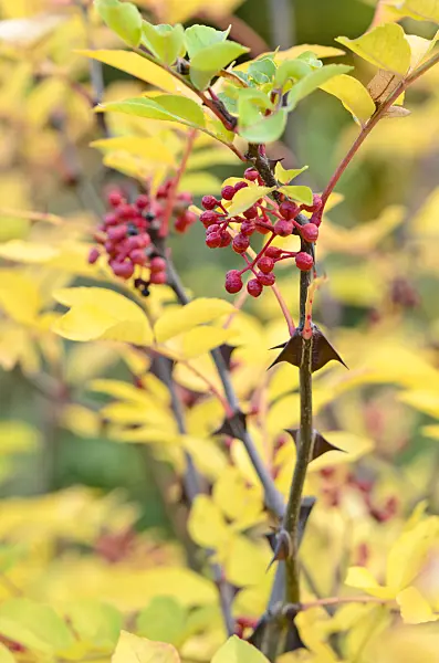 525370 - Chinese prickly-ash (Zanthoxylum simulans)