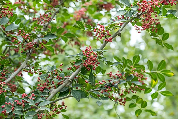 664483 - Chinese prickly-ash (Zanthoxylum simulans)