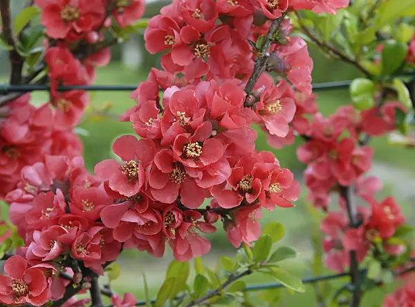 471373 - Chinese quince (Chaenomeles speciosa)