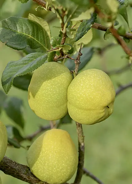 547104 - Chinese quince (Chaenomeles speciosa)