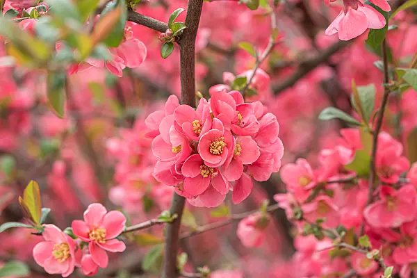 664070 - Chinese quince (Chaenomeles speciosa)