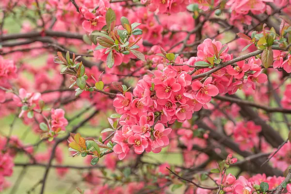 664071 - Chinese quince (Chaenomeles speciosa)