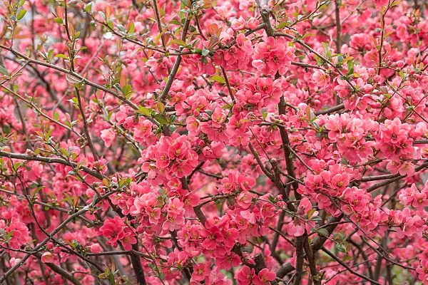 664072 - Chinese quince (Chaenomeles speciosa)