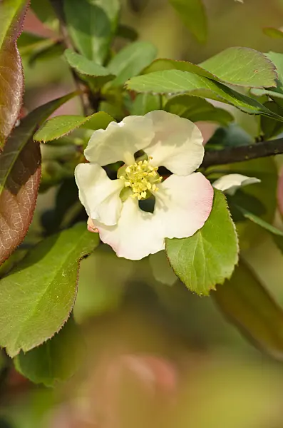 520065 - Chinese quince (Chaenomeles speciosa 'Moerloosei')