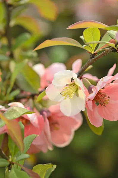 520068 - Chinese quince (Chaenomeles speciosa 'Moerloosei')