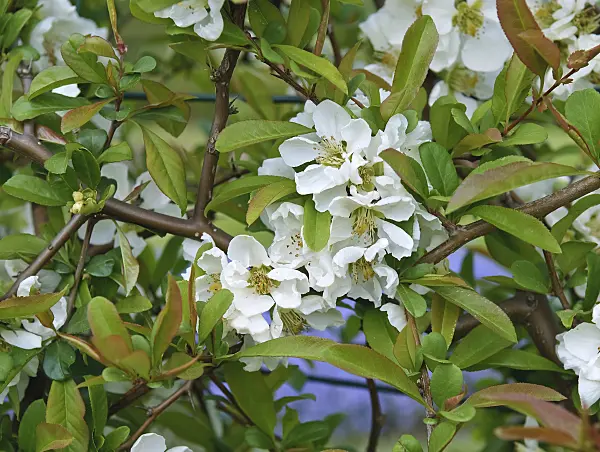 517155 - Chinese quince (Chaenomeles speciosa 'Nivalis')