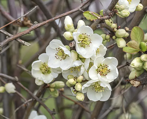 651165 - Chinese quince (Chaenomeles speciosa 'Nivalis')
